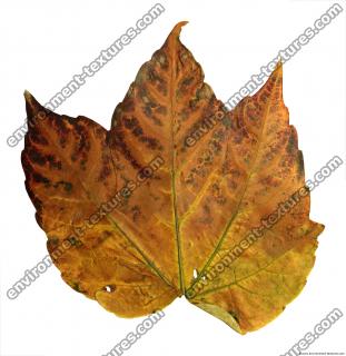 Leaves 0046